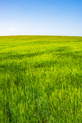 Obraz na płótnie Canvas Green corn field with a blue sky