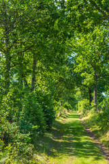 Fototapeta premium Lush road through a tree-lined dirt road in the summer