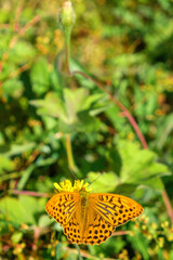 Meadow flower with a High brown fritillary butterfly