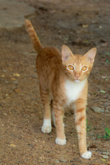 Naklejka na ściany i meble Red male cat, walking happily on brown ground.