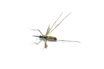 Close up mosquito dead (Holorusia Mikado), Forest Mosquito, One dead mosquito isolated on the white...