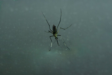 Close up mosquito dead (Holorusia Mikado), Forest Mosquito, One dead mosquito.