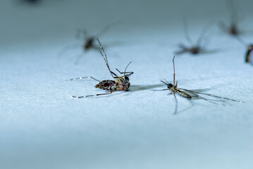 Close up mosquito dead Forest Mosquitothat , dead mosquito Isolated on the white background.