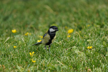 Kohlmeise spaziert im Gras 