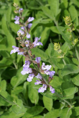 Blühende Salbei im Frühling