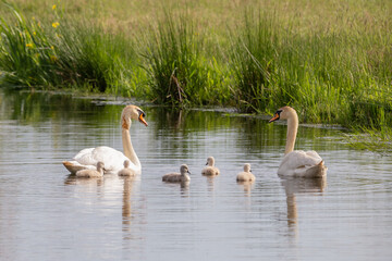 Höckerschwäne (Cygnus olor) mit Nachwuchs auf einem Fluss