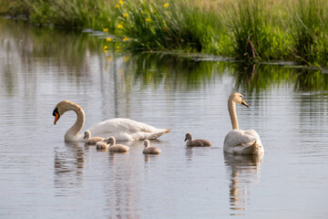Höckerschwäne (Cygnus olor) mit Nachwuchs auf einem Fluss