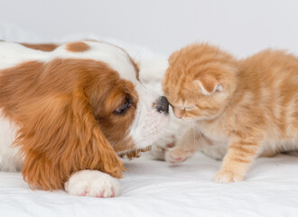 King Charles Spaniel puppy sniffing a ginger Scottish kitten in the nose. Cute puppy and kitten at home.