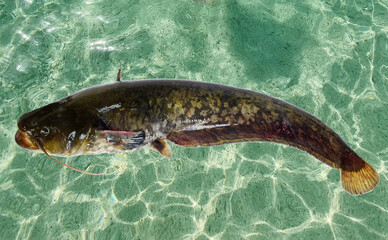 European catfish on the background of water patterns.

