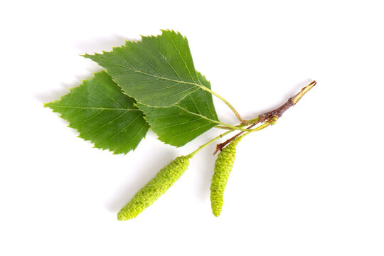 A branch with birch leaves and buds or flowers with earrings on a white background.