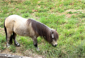 Little grey horse, Shetland pony, is grazing on green grass, green background, close up