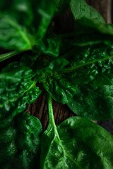 Close-up on a young leaf of fresh spinach. dark background