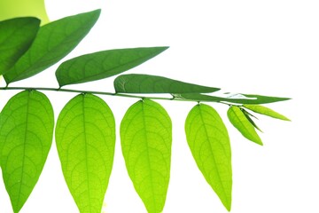 Close up  Star gooseberry leaves with branch and sunlight on white isolated background for green foliage backdrop