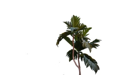 Breadfruit plant leaves with branches on white isolated background for green foliage backdrop 