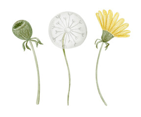Dandelion flower watercolor hand drawn illustration. Botanical clipart elements set isolated on white background.