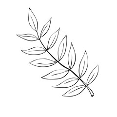 Rowan branch with leaves, freehand drawing, nature element in doodle style, coloring book, black outline. Vector hand drawn illustration isolated on white background