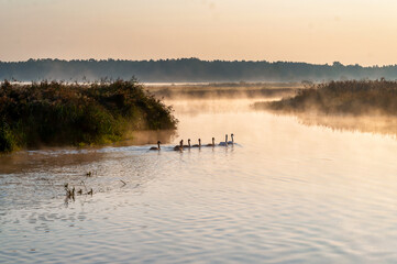 Wczesny poranek nad rzeką Narew, Podlasie, Polska