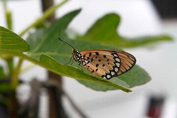 beautiful butterfly on leaf 
