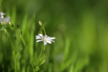 Green meadow with grass and white flowers of Greater Stitchwort (Stellaria holostea). Summer floral background, beauty of nature