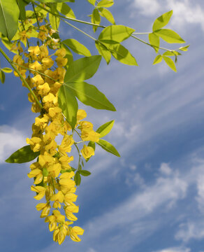 Golden Chain Tree Branch 