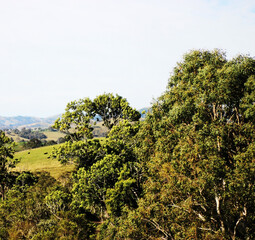 Obraz premium tree in the field