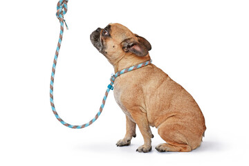 Fawn French Bulldog dog wearing blue rope retriever leash and collar on white background