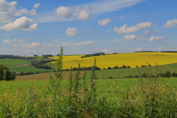 Fototapeta premium Summer landscape with yellow rapeseed fields under a blue sky. agricultural crops.