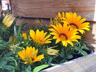 Gazania yellow orange flowers in wooden flower pot. Bright ornamental gazania flowers.