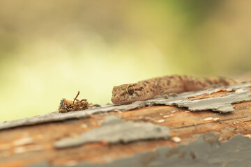Face of a wall lizard on top of wood. Close up view. 
