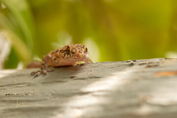 Lizard outside in the nature close up view. Macro photography.
