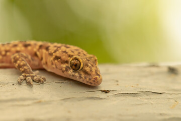 Macro photo of a lizard against a beautiful background.
