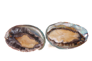 Abalone shellfish on a white background