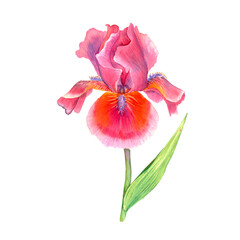 Delicate watercolor flower. Purple iris. Women's Day. Mom s day. beautiful plants, floral design, botanical illustration. For greeting card, wedding invitation, interior
