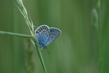 Horizontal image of a common blue butterfly