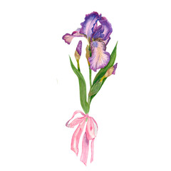 Delicate watercolor flower. Purple iris. Women's Day. Mom s day. beautiful plants, floral design, botanical illustration. For greeting card, wedding invitation, interior