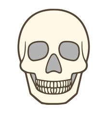 頭蓋骨、ドクロ、人体の頭の骨、クリーム色