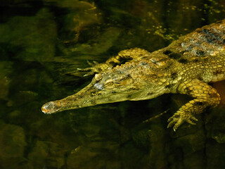 hidden crocodile lies in the water