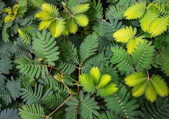 Sensitive plant leaves