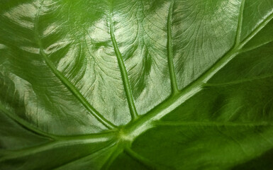 Green leaf closeup