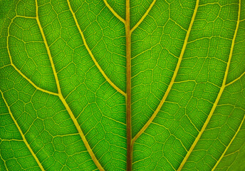 Translucent green leaf