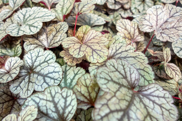 Bicolor alumroot leaves