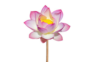 Beautiful lotus flower isolated on white background with clipping path include for design usage...