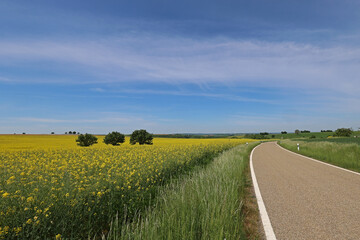 Beautiful spring landscape with blooming rapeseed fields