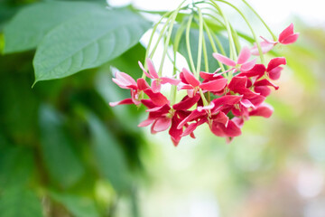 pink flowers in indoor botanical garden.