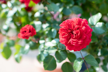 red flowers in full bloom.
