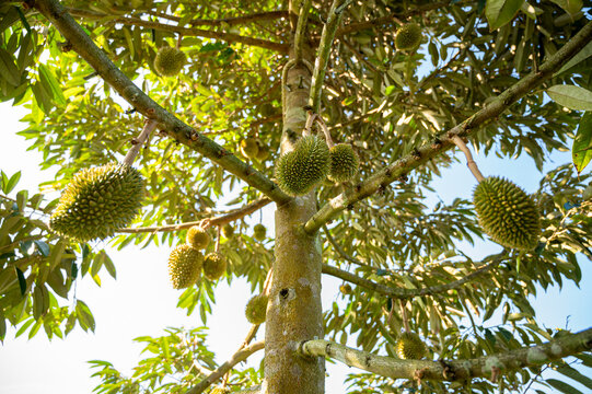 Durian is a fruit known as the king of fruits. The durian effect is large and has hard thorns covering the entire shell. Durian is a fruit with a unique smell.