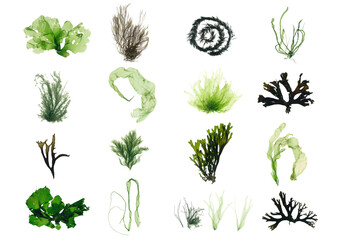 Green seaweed and brown seaweed set - obrazy, fototapety, plakaty