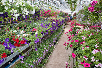 greenhouse with beautiful flowers and plants for sale