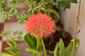 Bloody Lily Flower. Scadoxus Multiflorus. Indian Garden