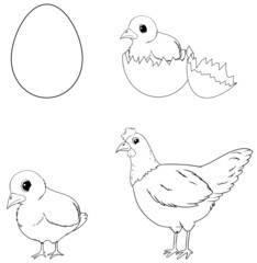 Doodle chicken life cycle